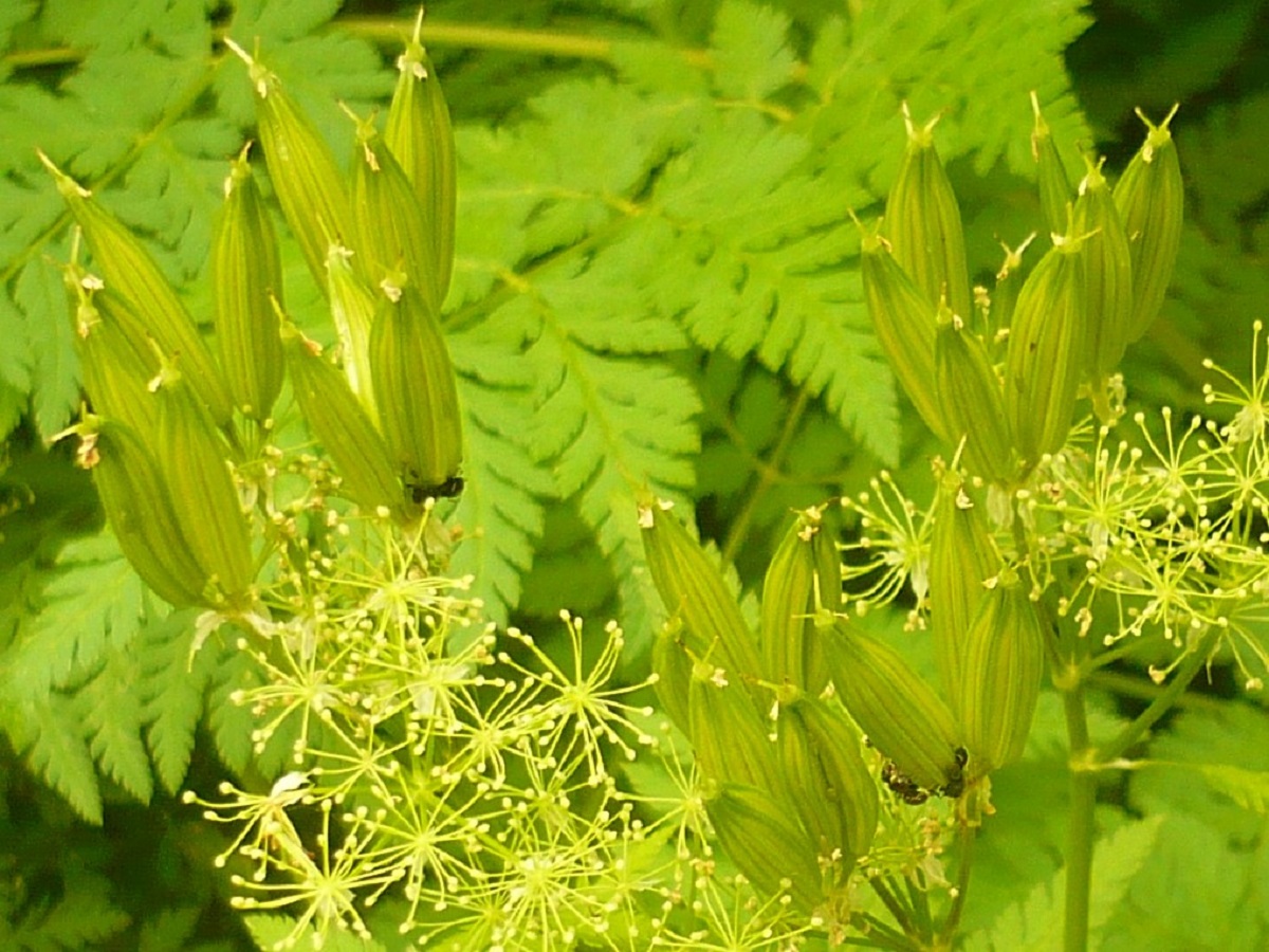 Myrrhis odorata (Apiaceae)